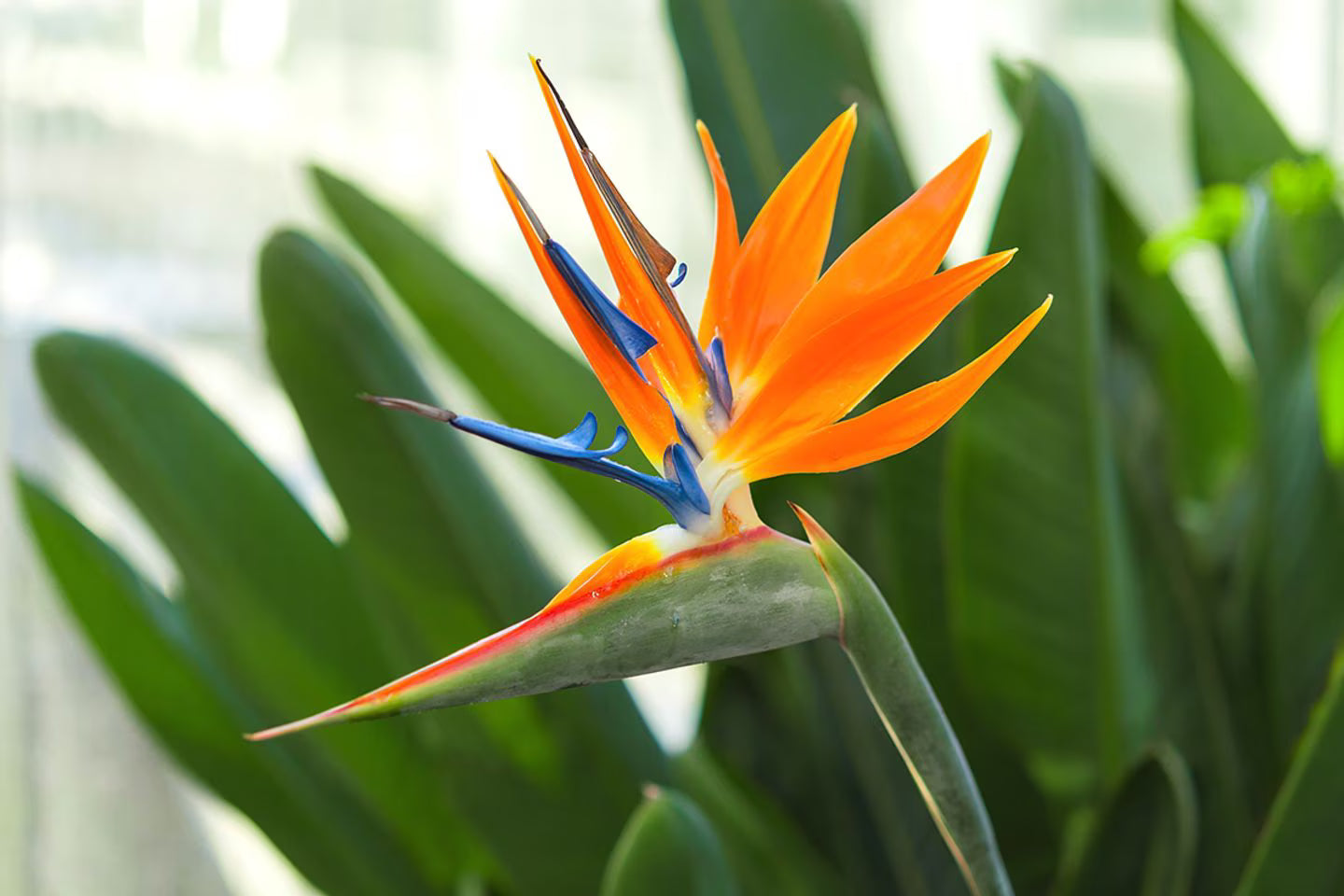 Gemischt Paradiesvogelblume Blumensamen zur Aussaat – Drought verträglich – Traditionssorte & ohne Gentechnik Samen Hausgarten