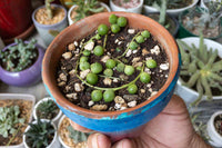 Vibrant indoor string of pearl pflanze in decorative pot