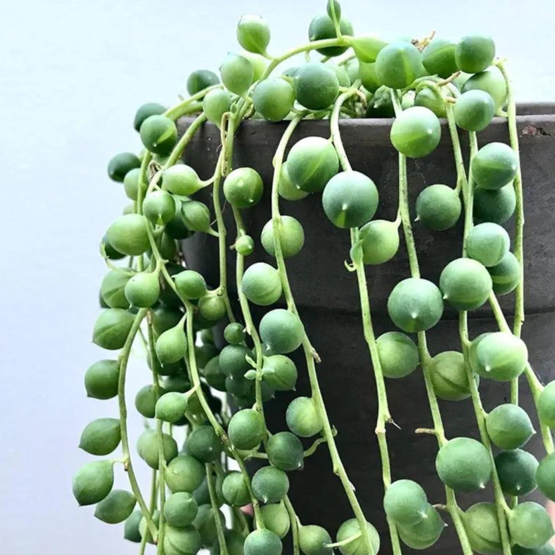 Young string of pearl seedlings ready für transplant