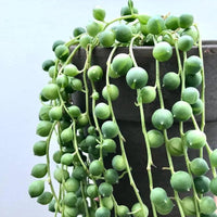 Young string of pearl seedlings ready für transplant