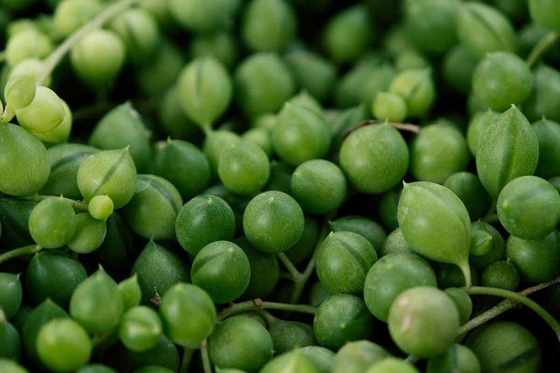 String of pearl samen für indoor greenery, non-gmo