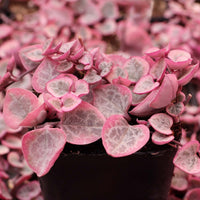 Ceropegia String Hearts Pretty Rosa Samen Blumensamen zur Aussaat – pflegeleicht – Traditionssorte & ohne Gentechnik Samen Hausgarten