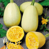 Unique stringy-flesh squash samen für gardening