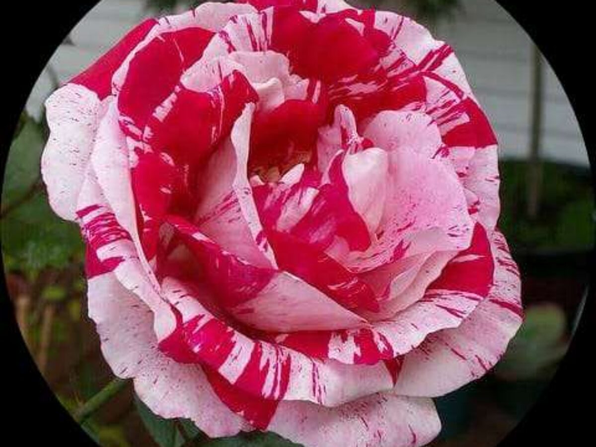Strip shrub rose samen for anpflanzung