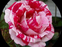 Strip shrub rose samen for anpflanzung