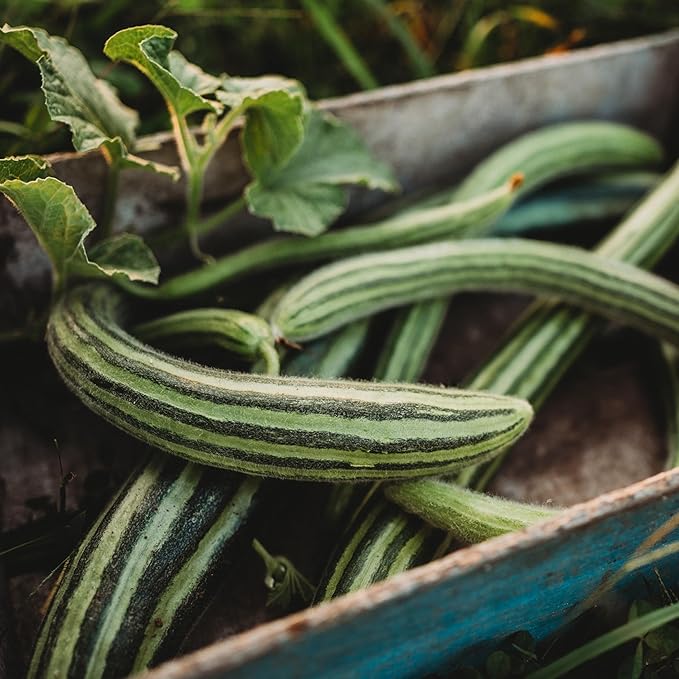 Striped armenian cucumis melo samen für aussaat