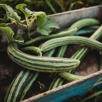 Striped armenian cucumis melo samen für aussaat