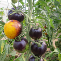 Gelb Schwarz Tomate Samen zum Pflanzen