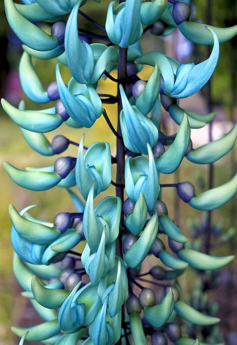 Strongylodon macrobotrys blume samen for anpflanzung