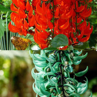 Strongylodon macrobotrys orange blooms in garten