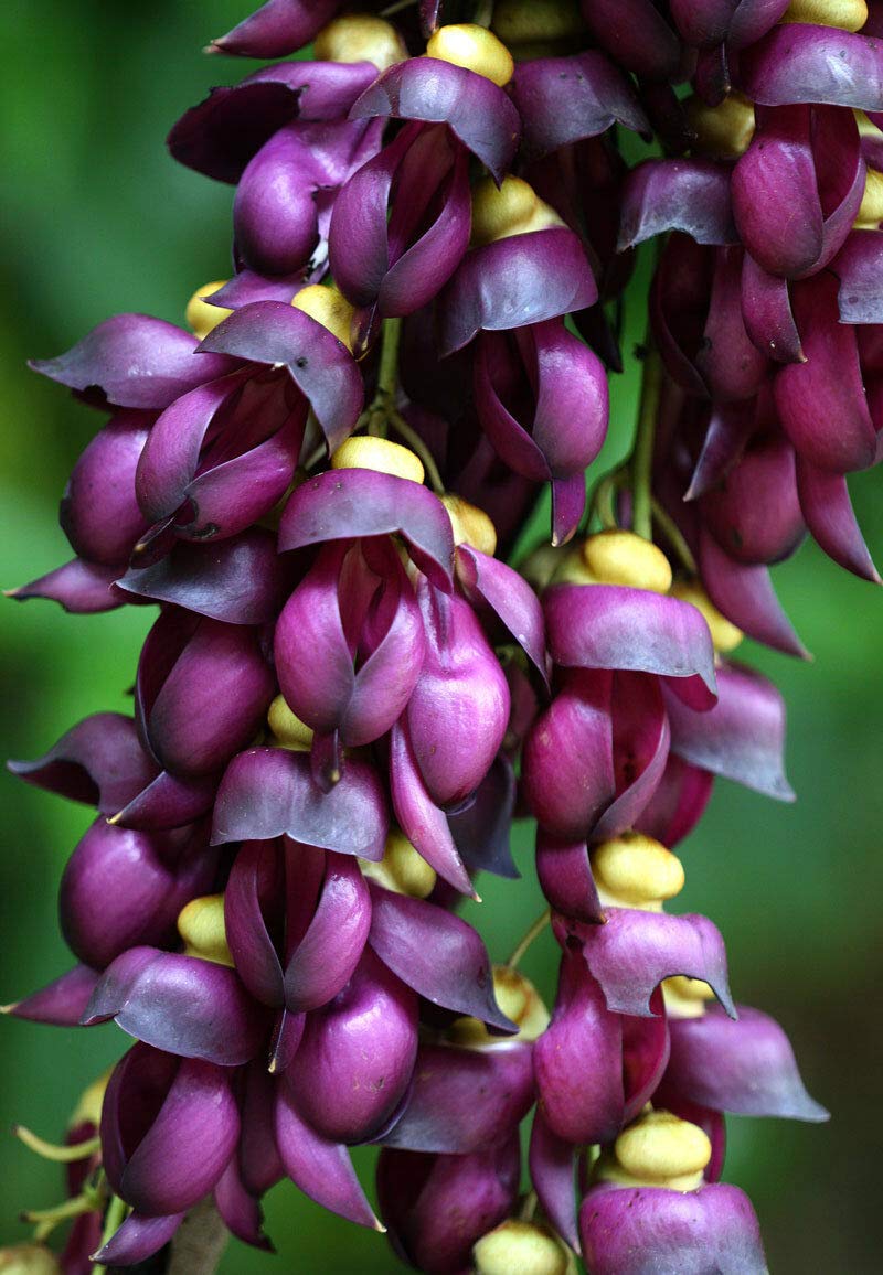 Strongylodon macrobotrys lila blume samen for anpflanzung