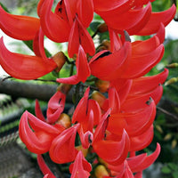 Rot strongylodon macrobotrys samen for vibrant garten blooms

