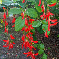 Rot strongylodon macrobotrys samen for trellises and garten beds
