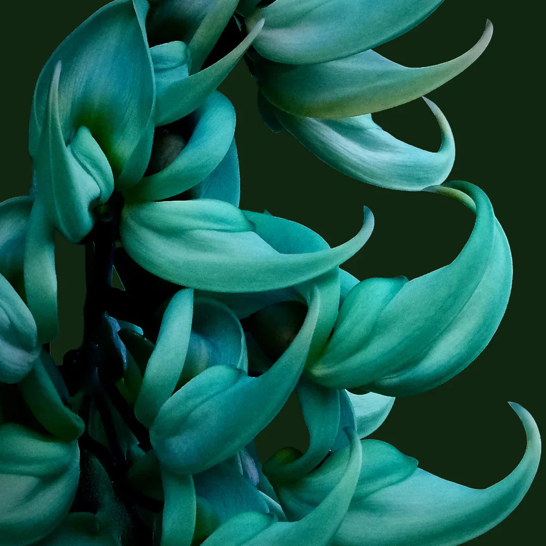 Strongylodon sky blau blume clusters