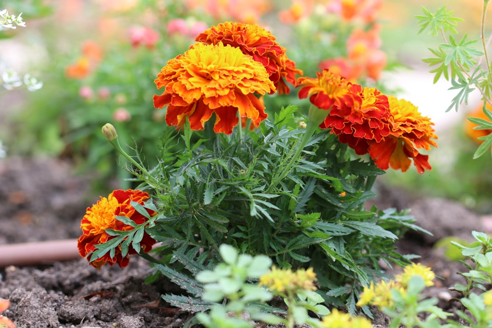Gemischt Studentenblume Blumensamen zur Aussaat Wildblume Mischung Traditionssorte & ohne Gentechnik Samen Hausgarten