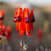 Sturt's Rot Blumensamen zur Aussaat – leuchtend Blüten für Ihren Garten