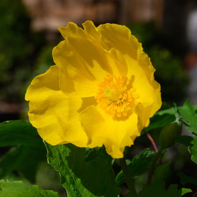 Stylophorum lasiocarpum blume samen for anpflanzung fragrant blossoms heirloom & gmo free samen for home garten 
 
 sale for anpflanzung in home garten