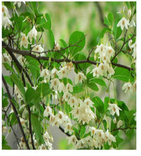 Styrax Benzoin Blumensamen zur Aussaat Landhaus Garten wichtig Traditionssorte & ohne Gentechnik Samen Hausgarten