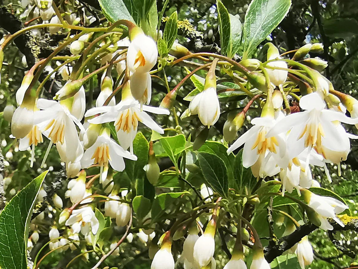 Snowbell Baum Samen Aussaat Leitfaden