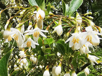 Snowbell Baum Samen Aussaat Leitfaden