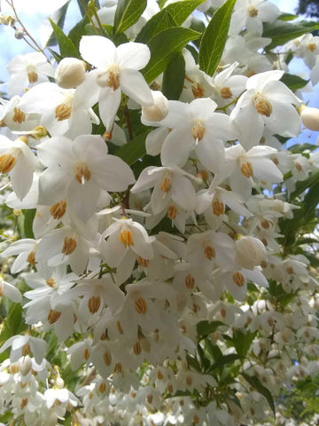 Weiß Snowbells Blumensamen zur Aussaat – Bestäuber freundlich – Traditionssorte & ohne Gentechnik Samen Hausgarten