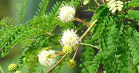 Weiß Acacia mehrjährig Blumensamen zur Aussaat Bestäuber freundlich Traditionssorte & ohne Gentechnik Samen Hausgarten