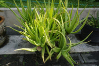 Yellow Green Aloe succulent in ornamental Garten