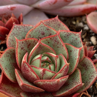 Succulent light rot echeveria purpusorum pflanzen for containers and rock gardens