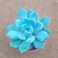 Himmelblau Grün Succulent Blumensamen Schnitt Blume beliebt Traditionssorte & ohne Gentechnik Samen Hausgarten