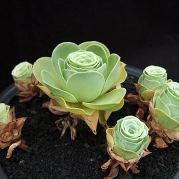 Succulent anpflanzung samen for easy gardening
