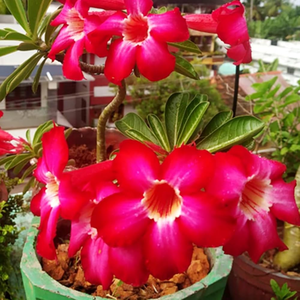 Drought-tolerant rot adenium succulent pflanzen