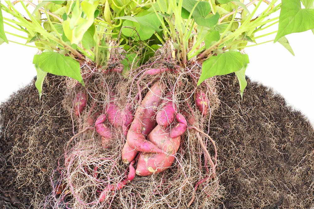 Lila Süßkartoffel Samen zum Pflanzen - Gemüse Garden