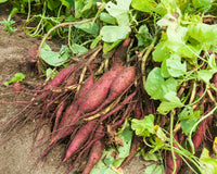 Lila Süßkartoffel Samen zum Pflanzen - Gemüse Garden