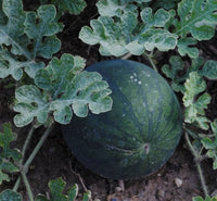 Sugar baby anguria samen für süße small watermelons