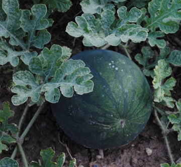 Sugar baby anguria samen für süße small watermelons