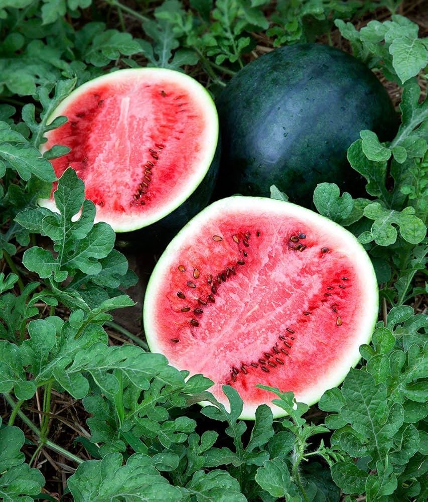Sugar baby watermelon pflanzen gezogen aus anguria samen