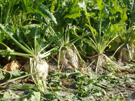 Sugar beet traditionelle gemüse samen für aussaat