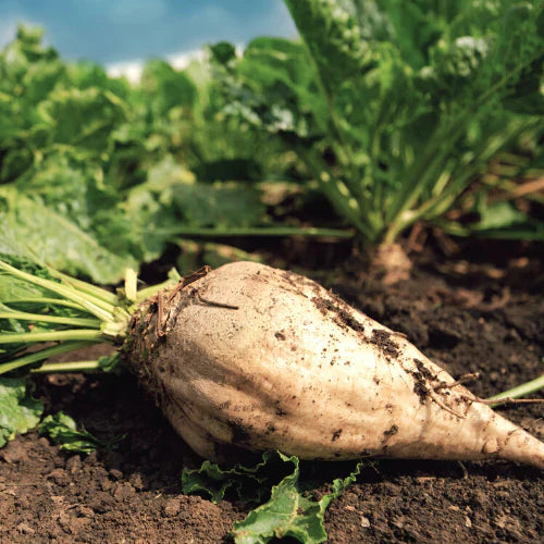 Sugar beet root wachsend aus samen