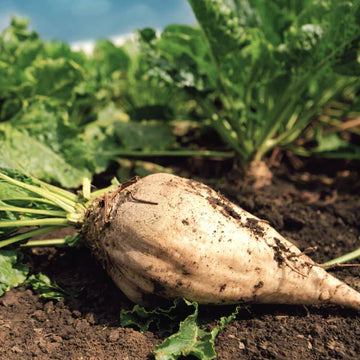 Sugar beet root wachsend aus samen