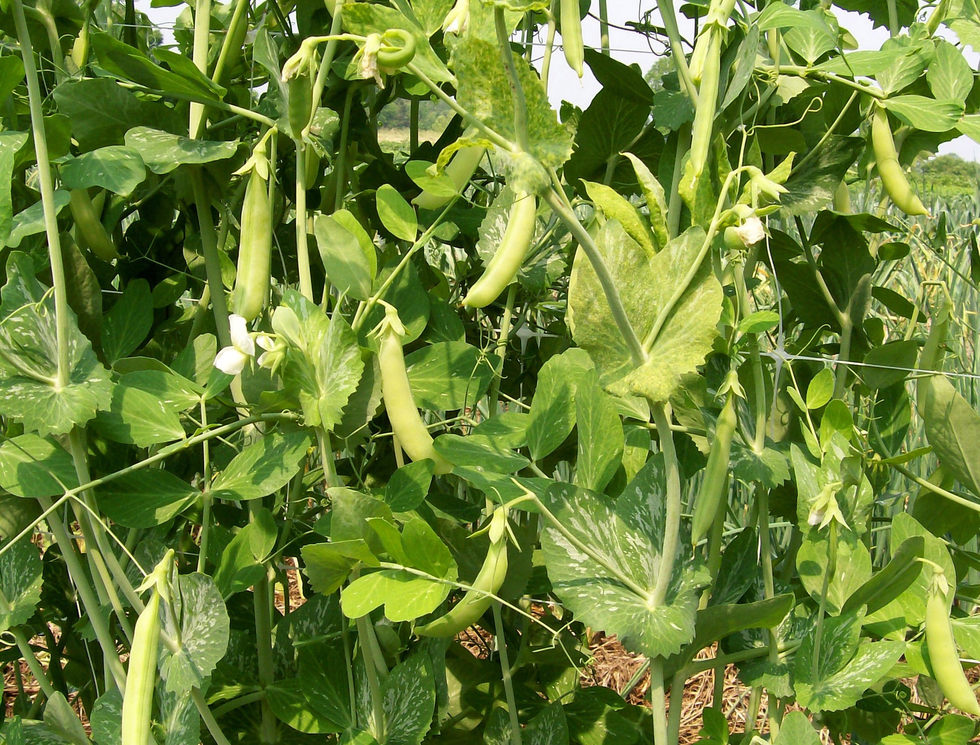 Sugar Ann Snap Pea Planting Samen