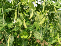 Sugar Ann Snap Pea Planting Samen