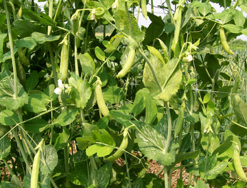 Sugar Ann Snap Pea Planting Samen