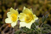 Gelb Anemone Pulsatilla Blumensamen zur Aussaat pflegeleicht Traditionssorte & ohne Gentechnik Samen Hausgarten