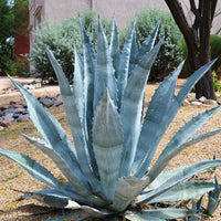 Summer Anbau Agave Kerchovei Pflanzen