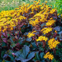 Summer blooming britt-marie crawford blumen
