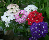 Summer blooming dark rosa verbena blumen