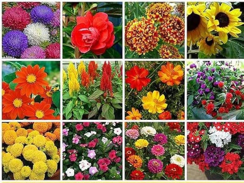 Summer blooming blume bed with multicolored blumen