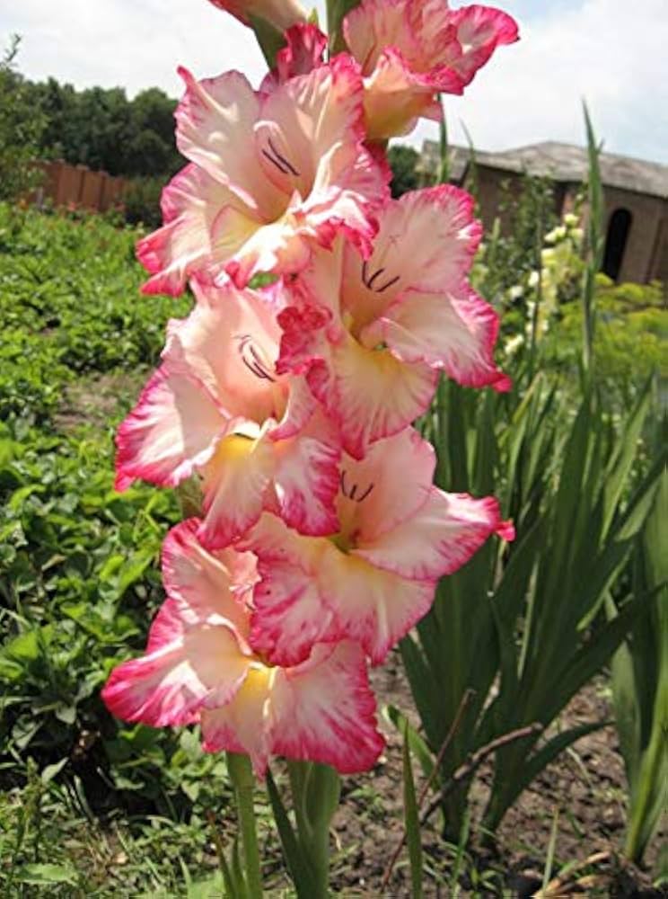 Summer-blooming gladiolus blumen