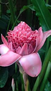 Summer blooming rosa torch ginger blumen