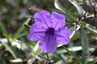 Summer blooming ruellia humilis blumen